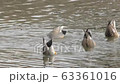 Duck synchro 63361016
