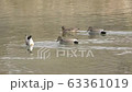 Duck synchro 63361019