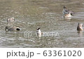 Duck synchro 63361020