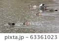 Duck synchro 63361023
