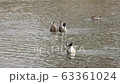 Ducks swimming in Kamogawa 63361024