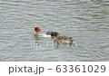 Ducks swimming in Kamogawa 63361029