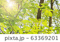 Green branches of young trees in a spring forest. Sun is shining through the foliage. 63369201