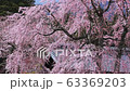 Blossoming cherry with the roof of temple in background. 63369203