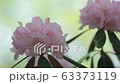 Flowering Rhododendron subg. Hymenanthes, in Japanese "shakunage". 63373119