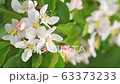 Apple tree flower blossoming in the wind, close-up. 63373233