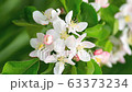 Apple tree flower blossoming in the wind, close-up. 63373234