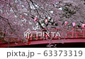 Cherry blossom in the park. 63373319