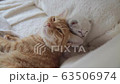 Cat, kitten, cat, cat family 63506974