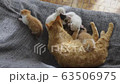 Cat, kitten, cat, cat family 63506975