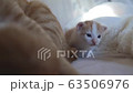 Cat, kitten, cat, cat family 63506976