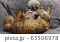 Cat, kitten, cat, cat family 63506978