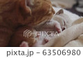 Cat, kitten, cat, cat family 63506980