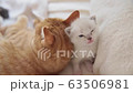 Cat, kitten, cat, cat family 63506981