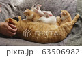 Cat, kitten, cat, cat family 63506982