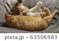 Cat, kitten, cat, cat family 63506983