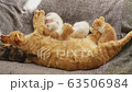 Cat, kitten, cat, cat family 63506984