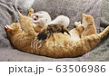 Cat, kitten, cat, cat family 63506986