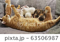Cat, kitten, cat, cat family 63506987