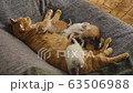 Cat, kitten, cat, cat family 63506988