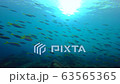 Sea and divers of Umeiromodoki in Similan Islands, Thailand 63565365