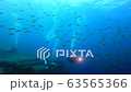 Sea and divers of Umeiromodoki in Similan Islands, Thailand 63565366