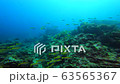 Sea of the Similan Islands in Thailand Herd of snapper snappers 63565367
