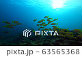 Sea of the Similan Islands in Thailand Herd of snapper snappers 63565368