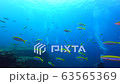 Sea and divers of Umeiromodoki in Similan Islands, Thailand 63565369