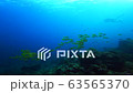 Sea of the Similan Islands in Thailand Herd of snapper snappers 63565370