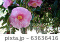 ピンクの椿 63636416