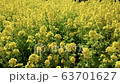 菜の花畑 63701627
