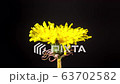Dandelion blossoming timelapse on black 63702582