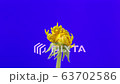 Dandelion blossoming timelapse on blue 63702586