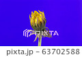Dandelion blossoming timelapse on blue 63702588