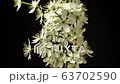 Wild plum flower blossoming timelapse on black background 63702590