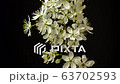 Wild plum flower blossoming timelapse on black background 63702593