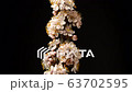 Wild plum flower blossoming timelapse on black background 63702595