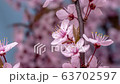 Wild plum flower blossoming timelapse on blue background 63702597