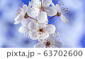 Wild plum flower blossoming timelapse on blue background 63702600