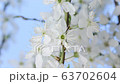 Wild plum flower blossoming timelapse while rotating on blue background 63702604