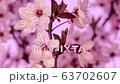 Wild plum flower blossoming timelapse while rotating on pink background 63702607