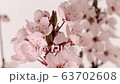 Wild plum flower blossoming timelapse while rotating on yellow background 63702608