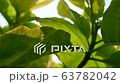 Sunshine light glimmering through tropical green leaves trees in the garden in slow motion. Nature patterns, greenery environment, inspiration, spring and summer seasons concepts.  63782042