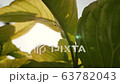 Slow motion of tropical green leaves tree swaying in the wind with beautiful sunlight, vintage style. Nature patterns and background, greenery environment and relaxation concepts. 63782043