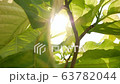 Slow motion moving shot under tropical tree plant with beautiful sunbeam glimmering through green leaves. Ecosystem environment, greenery nature, relaxation, spring and summer seasons concepts. 63782044