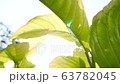 Camera moving shot close up under tropical tree plant with beautiful sunlight glimmering through green leaves in slow motion. Nature patterns, greenery environment, relaxation, spring season concepts. 63782045