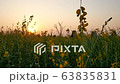 Yellow sunn hemp flowers field swaying in the wind with beautiful sunset background in slow motion. Ecosystem, nature, environment, relaxation, lifestyle and seasonal concepts. 63835831