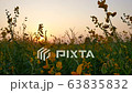 Slow motion moving shot of yellow sunn hemp flowers field swaying in the wind with beautiful sunset background. Ecosystem, nature, environment, relaxation, lifestyle and seasonal concepts. 63835832