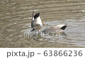 Ducks swimming in Kamogawa 63866236
